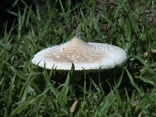 parasolzwam