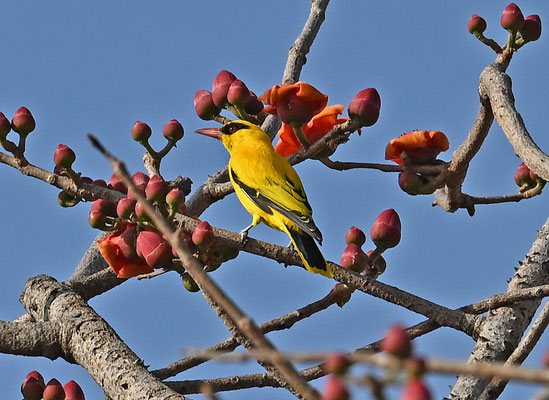 Oriolus auratus - African Golden-Oriole