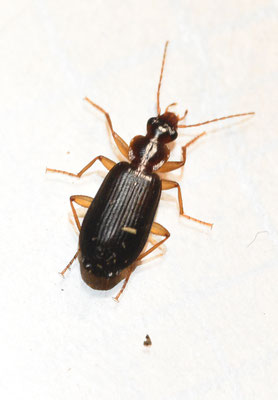 Dromius agilis - Donkerbruine schorsloopkever
