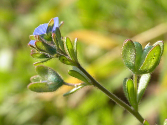 Veronica triphyllos - Handjesereprijs