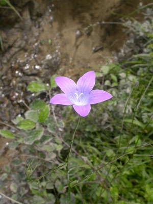 Campanula patula - Weideklokje