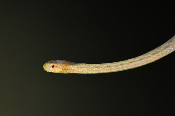 Thamnodynastes pallidus - Gewone Stompsnuitslang