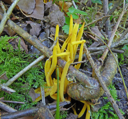 Clavulinopsis helveola - Gele knotszwam