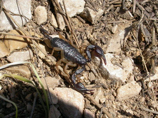Euscorpius flavicaudis