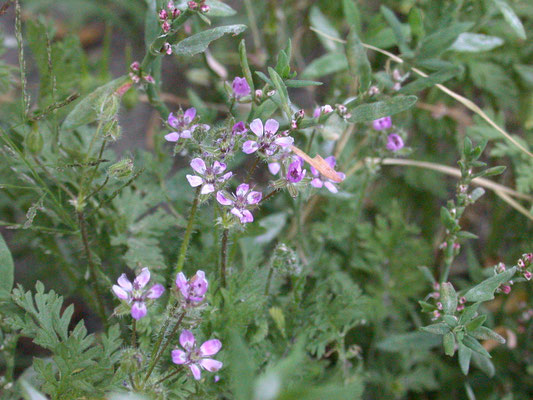 Erodium cicutarium cicutarium - Gewone reigersbek