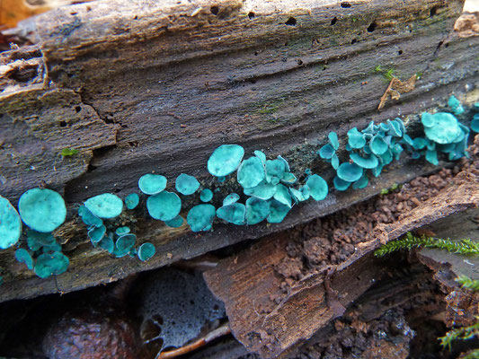 Chlorociboria aeruginascens ss, lato  - Kopergroenbekerzwam