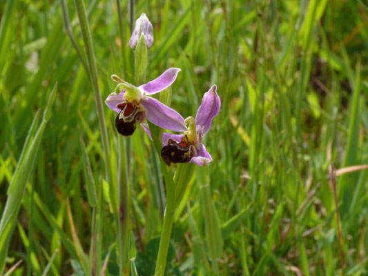 Ophrys apifera - Bijenophrys