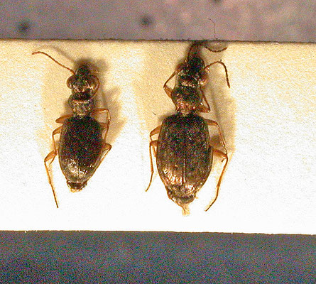Asaphidion curtum en Asaphidion flavipes