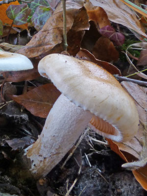 Hygrophorus nemoreus - Viltige slijmkop