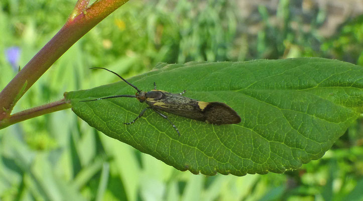 Esperia sulphurella - Esperiamot