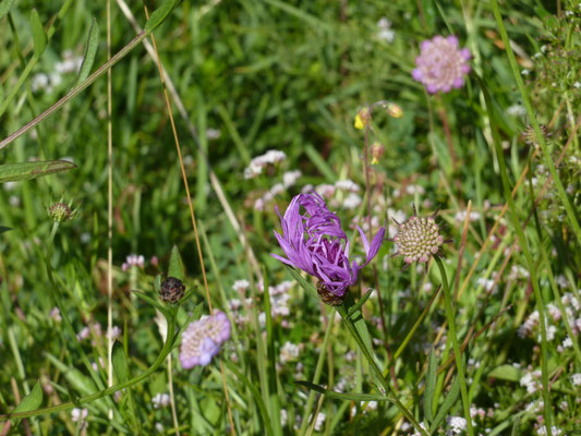Centaurea montana - Bergcentaurie