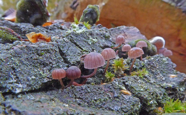 Lilabruine schorsmycena