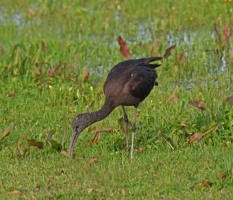 Zwarte ibis
