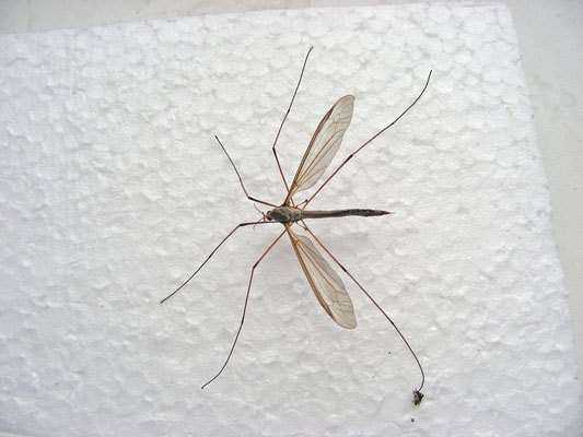 Tipula oleracea - Koollangpootmug