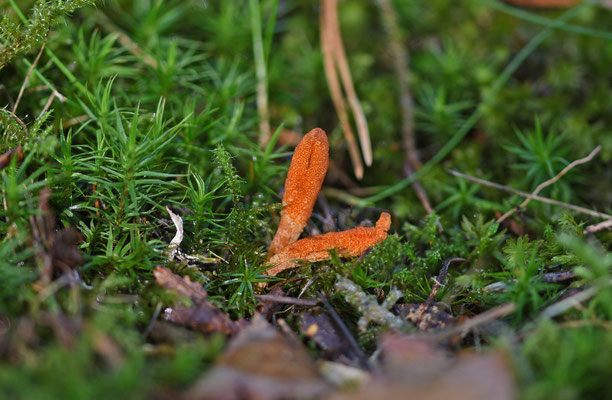 Rupsendoder