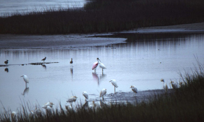 Great Egret, Cattle Egret en Roseate Spoonbill