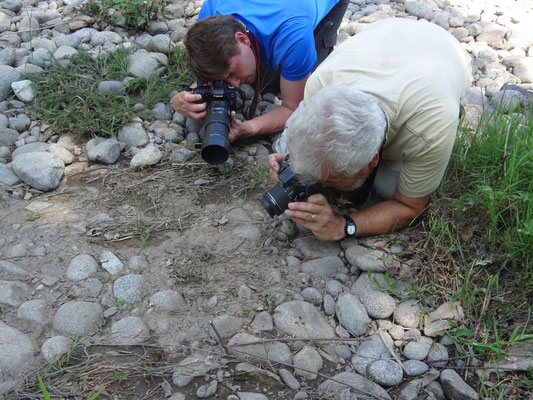 fotograferen Dobbelsteenslang, foto Anton