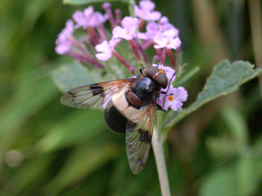 Volucella pellucens - Witte reus