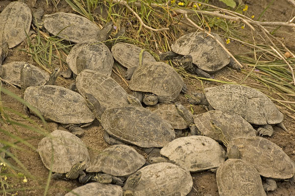 Mauremys rivulata - Balkanbeekschildpad