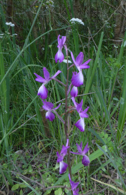 IJle moerasorchis (Orchis laxiflora)