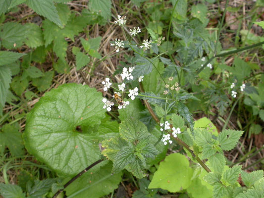 Chaerophyllum temulum - Dolle kervel