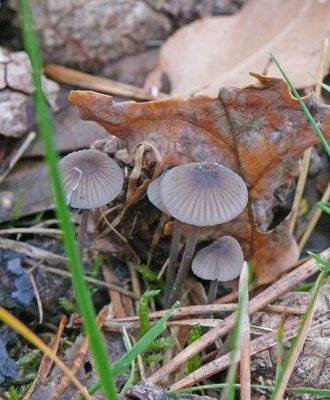Mycena galopus - Melksteelmycena