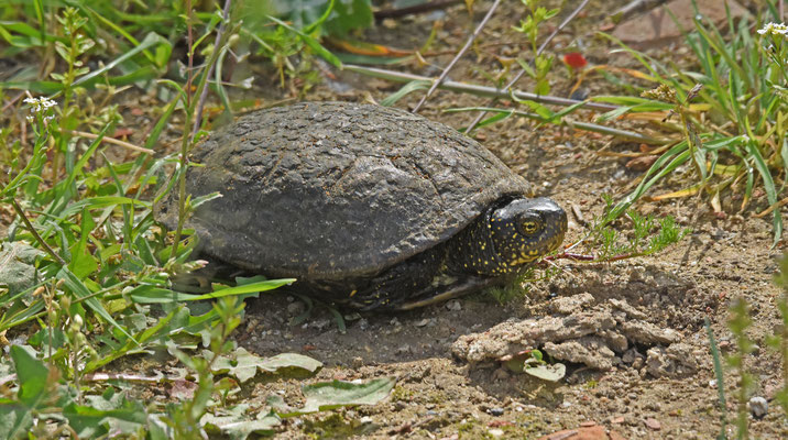 Europese Moerasschildpad