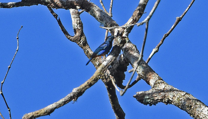 Opal-rumped Tanager