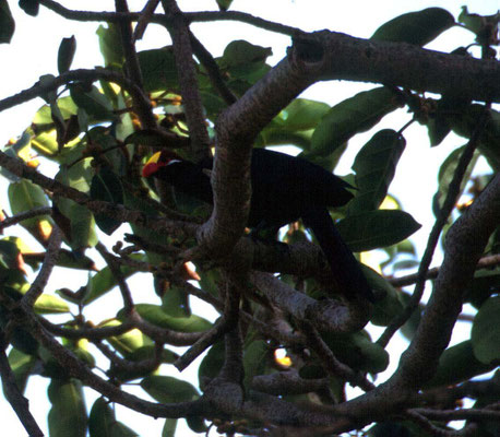 Musophaga violacea - Violet Turaco