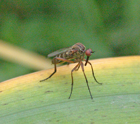 Empis livida - Akkerdisteldansvlieg