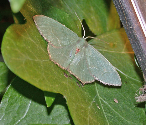 Hemithaea aestivaria - Kleine zomervlinder