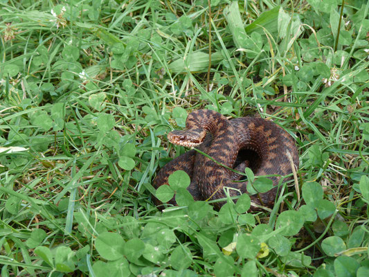 Adder