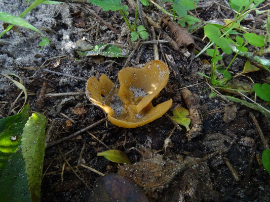 Sowerbyella radiculata - Gele wortelbekerzwam