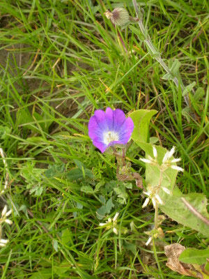 Linum austriacum - Oostenrijks vlas