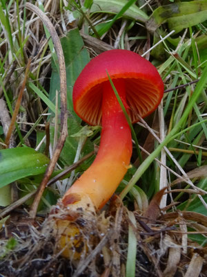 Hygrocybe splendidissima - Klaprooswasplaat