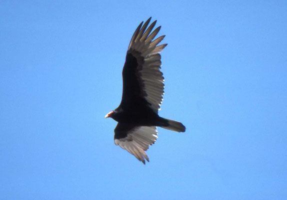 Turkey Vulture