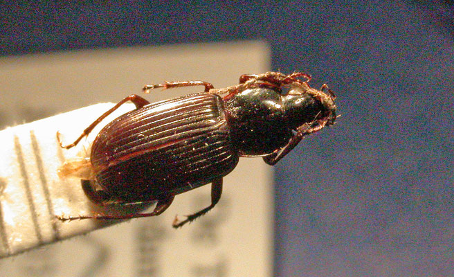 Pterostichus vernalis