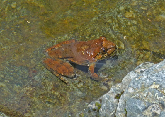 Discoglossus montalentii