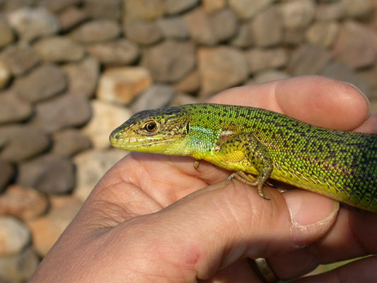 reuzensmaragdhagedis (Lacerta trilineata)