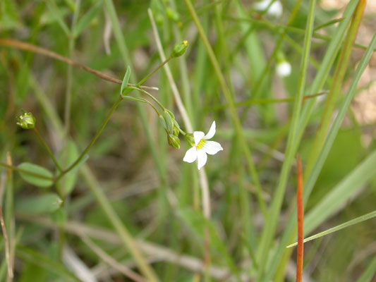Linum catharticum - Geelhartje