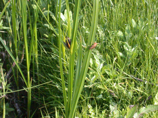 Scirpus maritimus - Zeebies