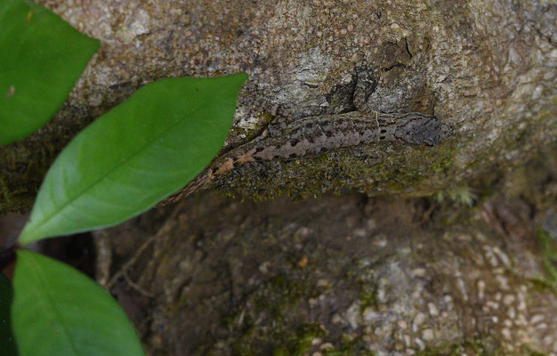 Gonatodes annulata - Annulated Gecko - 