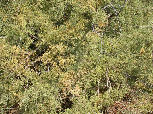 Tamarix africana - Tamarisk