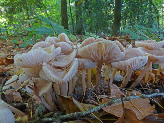 Collybia confluens - Bundelcollybia