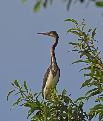 Tricolored Heron