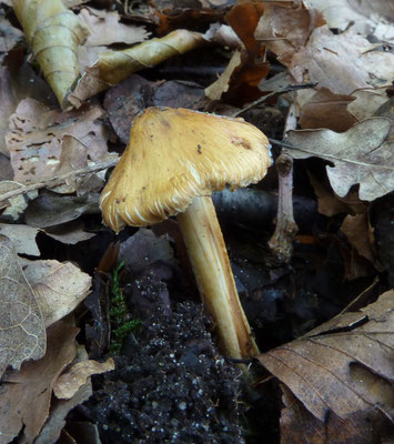Inocybe hirtella - Amandelvezelkop