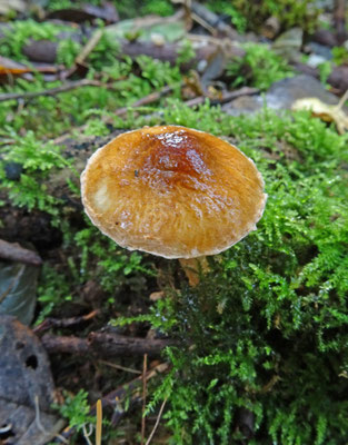 Lepiota boudieri - Oranjebruine Parasolzwam