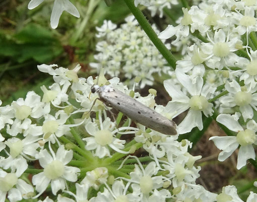 Yponomeuta padella - Meidoornstippelmot