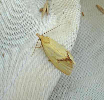 Agapeta hamana - Distelbladroller