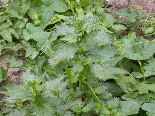 Urtica urens - Kleine brandnetel